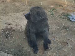 -杭州野生动物世界