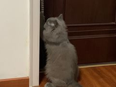 -猫大福·Fortune Cat猫舍(百子湾店)