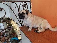 -喜柴咖啡·柴犬狗咖