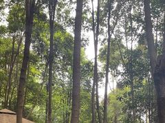 -二荆条·蜀鲜汇城市森林火锅