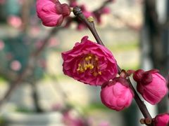 -红螺寺