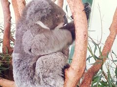 -费瑟代尔野生动物园