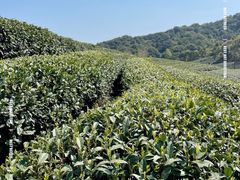 -龙坞茶村