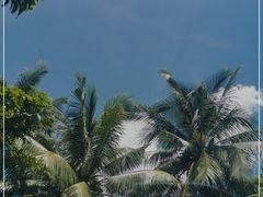 -东郊椰林