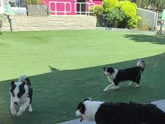 -爪吧宠物乐园 (温榆河示范区店)