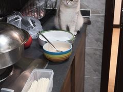 -Bastet sally猫舍购宠(静安店)