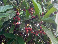 -侯臣咖啡文化村