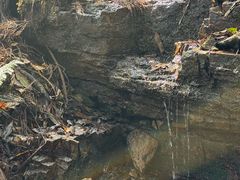 -天目山大树王景区