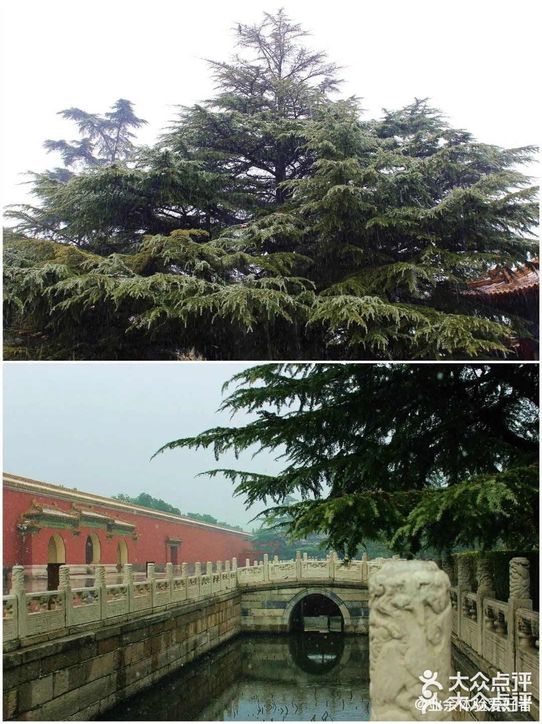 北京要下雪了，是不是故门票约不上，来太庙