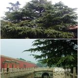 北京要下雪了，是不是故门票约不上，来太庙