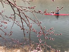 -桃花堤公园