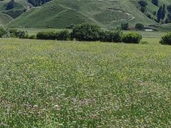 -新疆那拉提国家旅游度假区