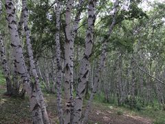 -塞罕坝国家级自然保护区