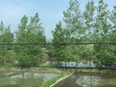 -泗洪洪泽湖湿地景区