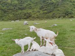 -狮子沟牧场