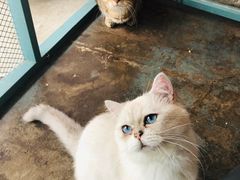 -喵屿·大理花园猫咖