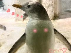 -大连圣亚海洋世界