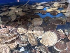 -蓝珊甄选海鲜自助·火锅大排档(近阿那亚店)