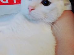 -瑞派宠物医院·24h·骨外科·皮肤科·全科宠物医疗转诊中心(沈阳浑南院)