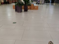 -CoCo都可(金狮店)
