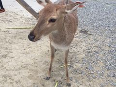 -鹿境梅花鹿生态园区