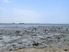 -北海金海湾红树林生态旅游区