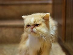 -more than meow吴止猫主题餐厅(承德 中船汇店)