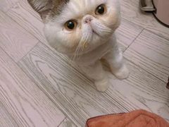 -宠物梦想家(日月豪庭店)