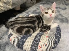-lincat·猫舍(广州店)