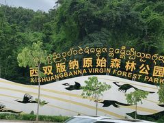 -西双版纳原始森林公园