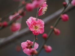 -国家植物园