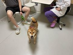 -谐和益家动物医院·免疫绝育·血液透析·宠保定点医院(高新伊藤分院)