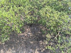 -北海金海湾红树林生态旅游区