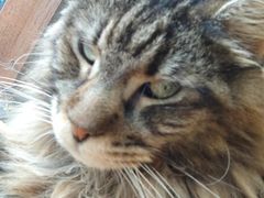 -艾贝尔宠物医院 ·内科全科(梁溪路店)