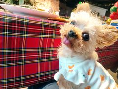 -百好乐宠物友好餐厅(朝外大街店)