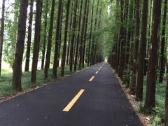 -黄海国家森林公园