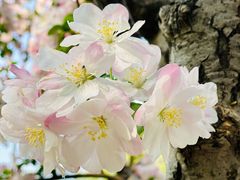 -海棠花溪(元大都城垣遗址公园)