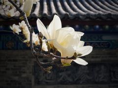 -万寿八仙宫
