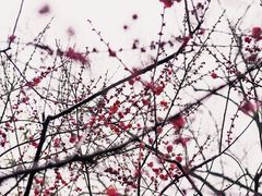 -首义公园-武昌蛇山烈士祠