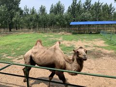 -秦皇岛野生动物园