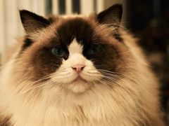 -平行世界·猫咖(首经贸店)