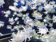 -太平洋海底世界