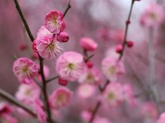 -顾村公园