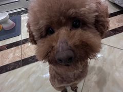 -佳雯宠物医院·皮肤科·内外科(春晓路分院)