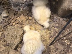 -正佳雨林生态植物园