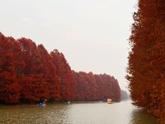 -上海海湾国家森林公园