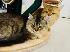 -共舞时光猫咖·狗咖(新街口店)