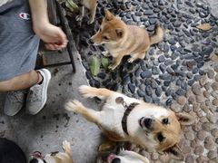 -柴犬高等学院·狗咖·柴犬售卖·宠物训练