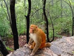 -黔灵山公园-南门售票处