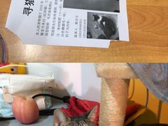 -纳吉亚猫专科动物医院·北北分院